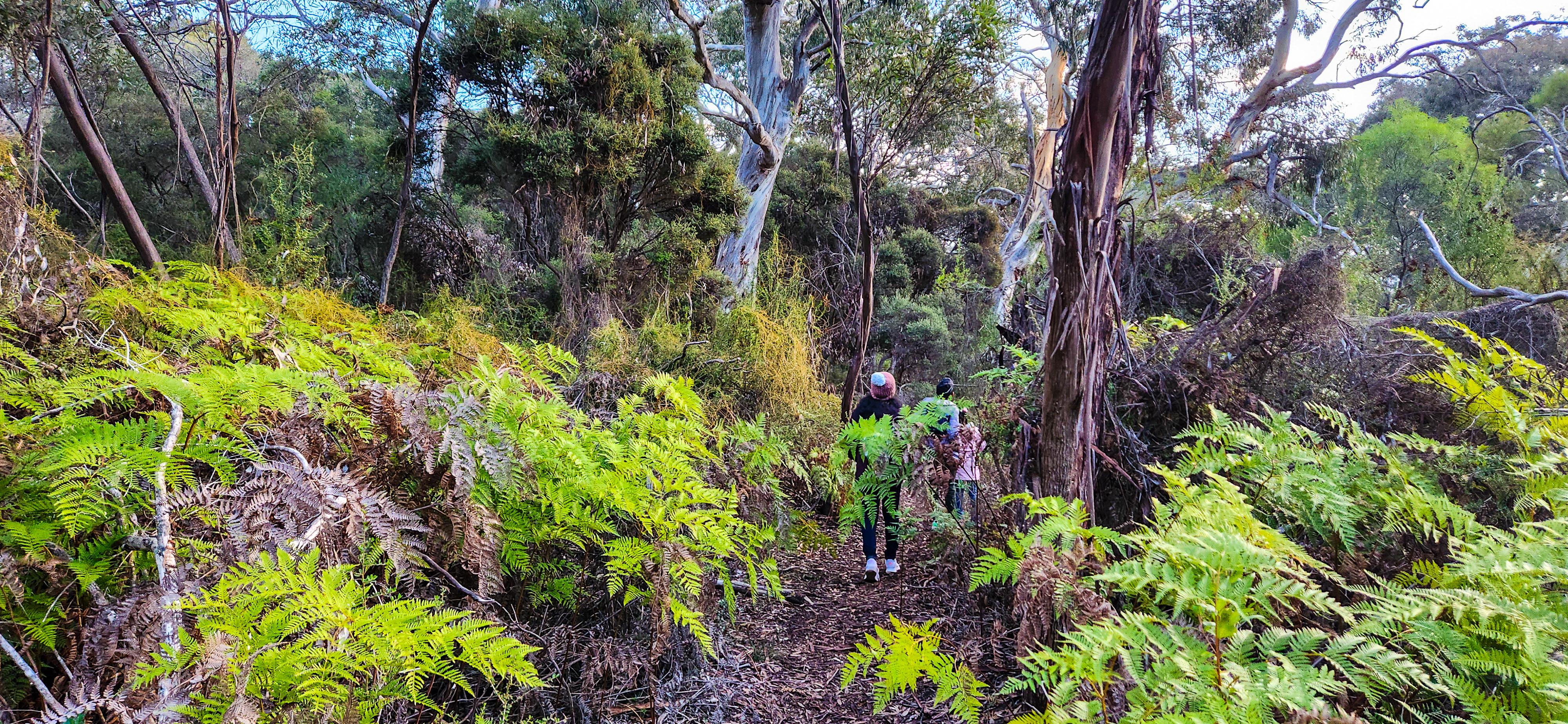 After Hours Koala Walking Tour at Little Sahara Adventure Centre
